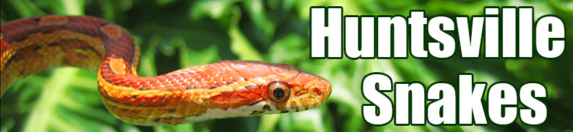 Huntsville snake